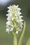 Vaxnycklar/Dactylorhiza incarnata ssp. ochroleuca/Early marsh-orchid